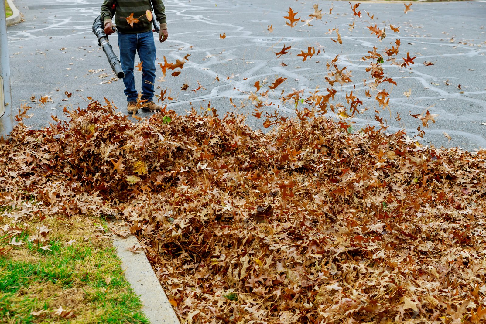 Leaf Removal with 833-Junk-Today: A Symphony of Transformation